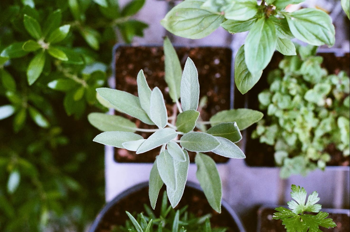 Come coltivare un orto di erbe aromatiche in casa